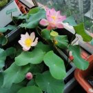 Heirloom Bonsai White Nelumbo Nucifera Lotus 1 PCS Seeds Heirloom Bonsai White Nelumbo Nucifera Lotus 1 PCS Seeds
