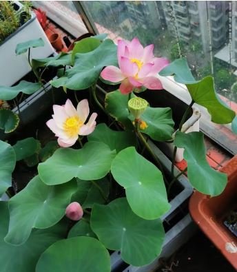 Heirloom Bonsai White Nelumbo Nucifera Lotus 1 PCS Seeds