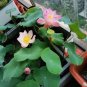 Heirloom Bonsai White Nelumbo Nucifera Lotus 1 PCS Seeds