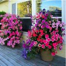 Heirloom Bonsai White Petunia Flower 100 PCS Seeds