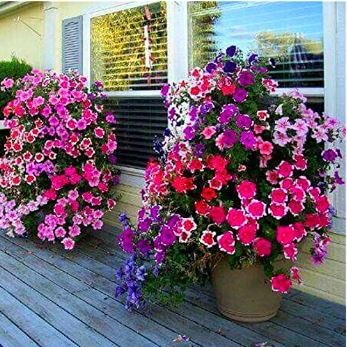 Heirloom Bonsai White Petunia Flower 100 PCS Seeds