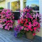 Heirloom Bonsai White Petunia Flower 100 PCS Seeds
