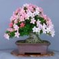 Heirloom Bonsai White Petunia Flower 100 PCS Seeds