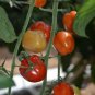 Heirloom Bright Red Strawberry-shaped Tomato 100 PCS Seeds