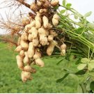 Heirloom Carwile's Virginia Peanut 5 PCS Seeds