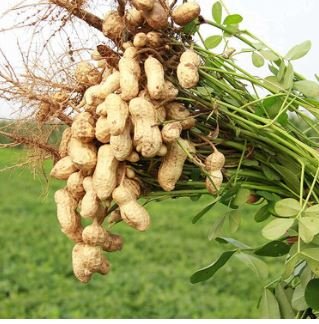 Heirloom Carwile's Virginia Peanut 5 PCS Seeds