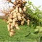 Heirloom Carwile's Virginia Peanut 5 PCS Seeds