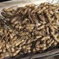 Heirloom Carwile's Virginia Peanut 5 PCS Seeds