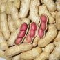 Heirloom Carwile's Virginia Peanut 5 PCS Seeds