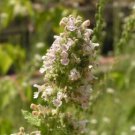 Heirloom Catnip Plant Catnip 20 PCS Seeds