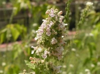 Heirloom Catnip Plant Catnip 20 PCS Seeds