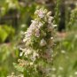 Heirloom Catnip Plant Catnip 20 PCS Seeds