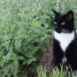 Heirloom Catnip Plant Catnip 20 PCS Seeds