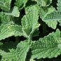 Heirloom Catnip Plant Catnip 20 PCS Seeds