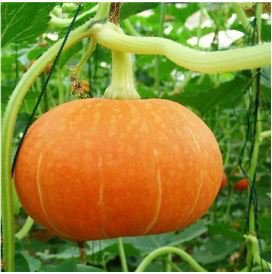 Heirloom China Happiness Ornamental Pumpkin Hybrid 10 PCS Seeds