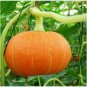 Heirloom China Happiness Ornamental Pumpkin Hybrid 10 PCS Seeds
