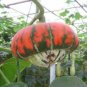 Heirloom China Happiness Ornamental Pumpkin Hybrid 10 PCS Seeds