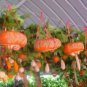Heirloom China Happiness Ornamental Pumpkin Hybrid 10 PCS Seeds