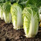 Heirloom Chinese Cabbage Vegetable 50 PCS Seeds Heirloom Chinese Cabbage Vegetable 50 PCS Seeds
