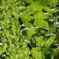 Heirloom Chinese Cabbage Vegetable 50 PCS Seeds