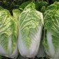 Heirloom Chinese Cabbage Vegetable 50 PCS Seeds
