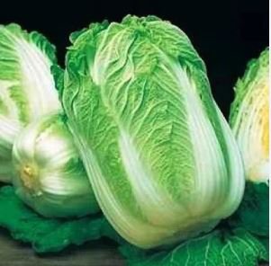 Heirloom Chinese Cabbage Wong Bok Vegetable 30 PCS Seeds