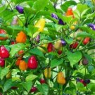 Heirloom Chinese Five Colour Little Hot Peppers 50 PCS Seeds