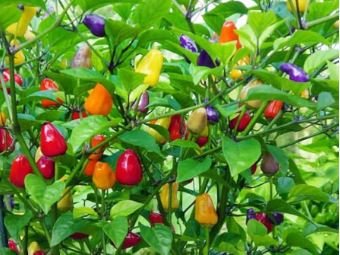 Heirloom Chinese Five Colour Little Hot Peppers 50 PCS Seeds