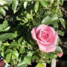 Heirloom Chinese Rose Flower 450 PCS Seeds