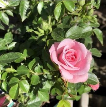 Heirloom Chinese Rose Flower 450 PCS Seeds