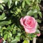 Heirloom Chinese Rose Flower 450 PCS Seeds