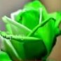 Heirloom Chinese Rose Flower 450 PCS Seeds