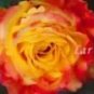 Heirloom Chinese Rose Flower 450 PCS Seeds