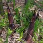 Heirloom Chinese Thin Bamboo Shoots Vegetable 30 PCS Seeds