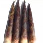 Heirloom Chinese Thin Bamboo Shoots Vegetable 30 PCS Seeds