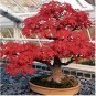 Heirloom Chinese Xiangshan Red Maple Tree Bonsai 20 PCS Seeds