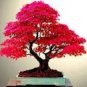 Heirloom Chinese Xiangshan Red Maple Tree Bonsai 20 PCS Seeds