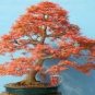 Heirloom Chinese Xiangshan Red Maple Tree Bonsai 20 PCS Seeds