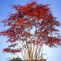 Heirloom Chinese Xiangshan Red Maple Tree Bonsai 20 PCS Seeds