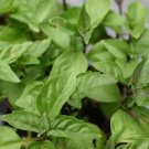Heirloom Cinnamon Basil 20 PCS Seeds