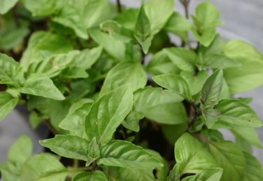 Heirloom Cinnamon Basil 20 PCS Seeds