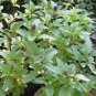 Heirloom Cinnamon Basil 20 PCS Seeds