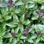 Heirloom Cinnamon Basil 20 PCS Seeds