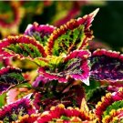 Heirloom Coleus Blumei Painted Ornamental Herbs 20 PCS Seeds