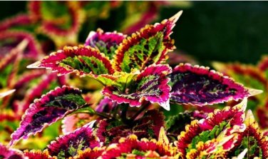 Heirloom Coleus Blumei Painted Ornamental Herbs 20 PCS Seeds