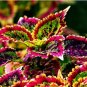 Heirloom Coleus Blumei Painted Ornamental Herbs 20 PCS Seeds