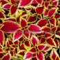 Heirloom Coleus Blumei Painted Ornamental Herbs 20 PCS Seeds