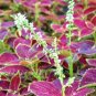 Heirloom Coleus Blumei Painted Ornamental Herbs 20 PCS Seeds