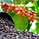 Heirloom Colorful Coffee Bean 10 PCS Seeds