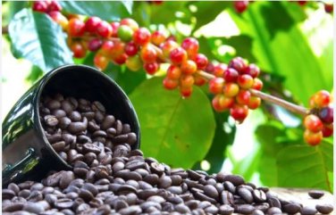 Heirloom Colorful Coffee Bean 10 PCS Seeds